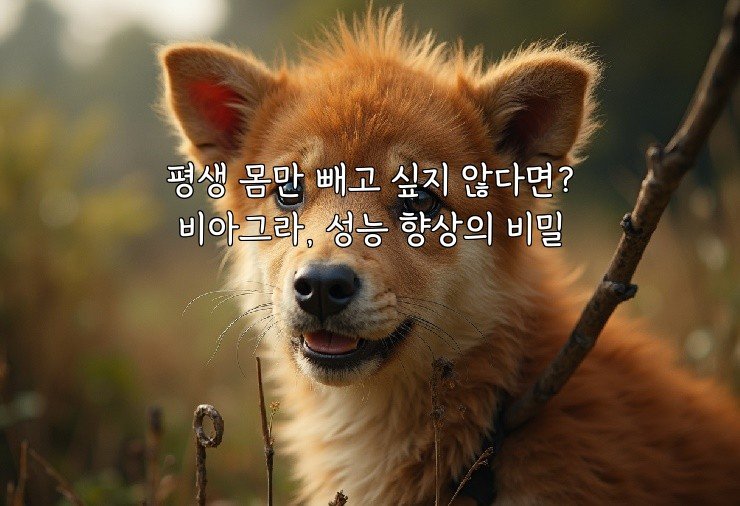평생 몸만 빼고 싶지 않다면? 비아그라, 성능 향상의 비밀